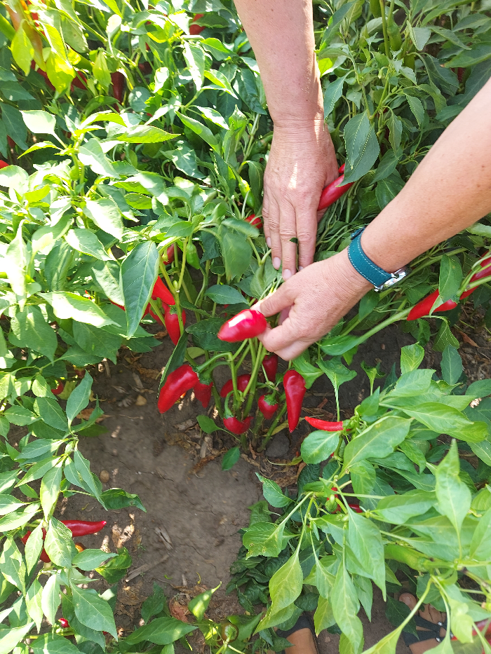 Betakarítás, 2024. Megérett a paprika!