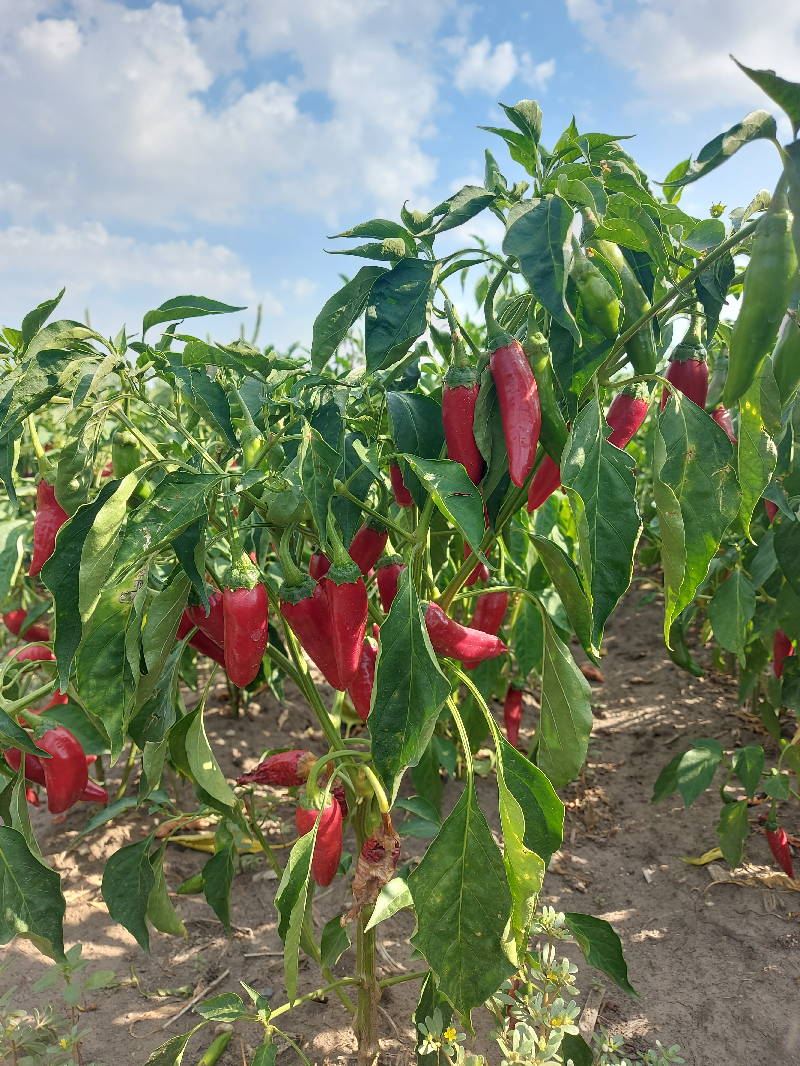 Betakarítás, 2024. Megérett a paprika!