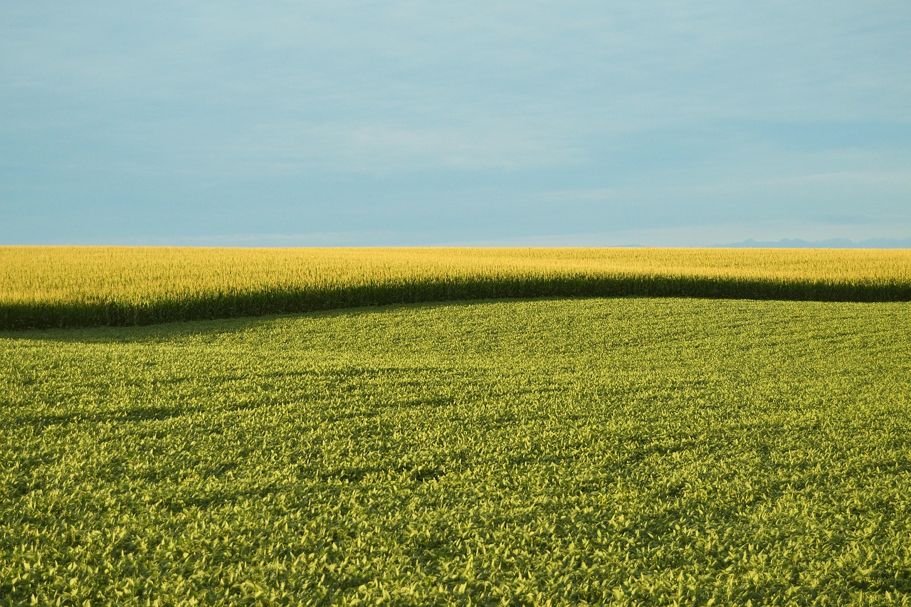 GMO-mentes? Néhány tény a génmódosított növénytermesztésről